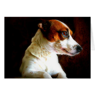 Jack Russell portrait Cards