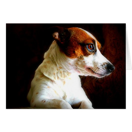 Jack Russell portrait Cards (Front Horizontal)