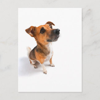 Jack Russell Postcard