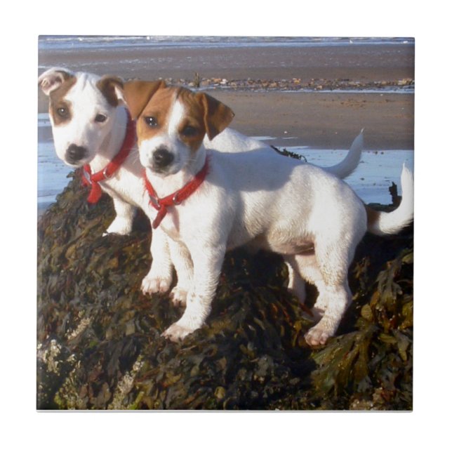 Jack Russell Puppies Ceramic Tile (Front)