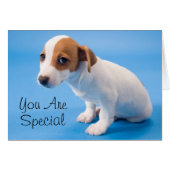 Jack Russell Puppy (Front Horizontal)