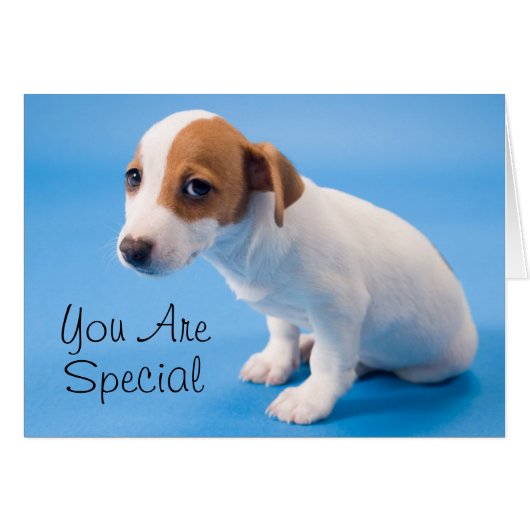 Jack Russell Puppy Cards (Front Horizontal)