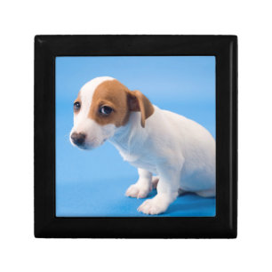 Jack Russell Puppy Gift Box