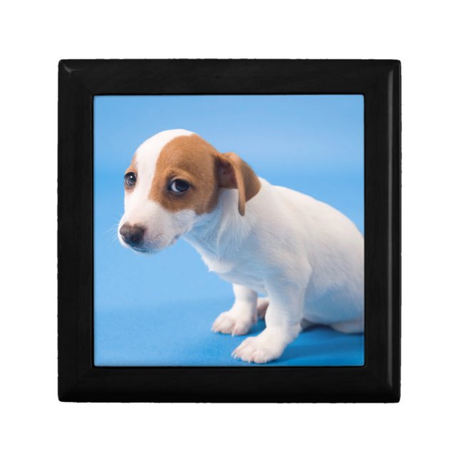 Jack Russell Puppy Gift Box (Front)