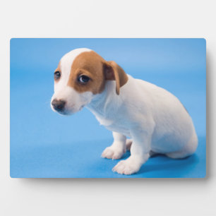 Jack Russell Puppy Plaque