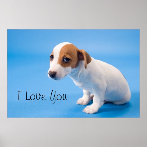 Jack Russell Puppy Poster