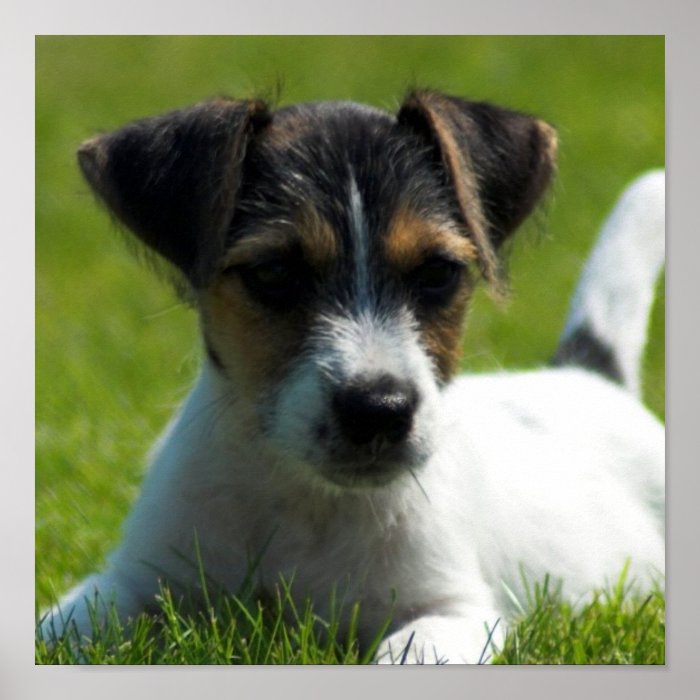 Jack Russell Puppy Poster Print