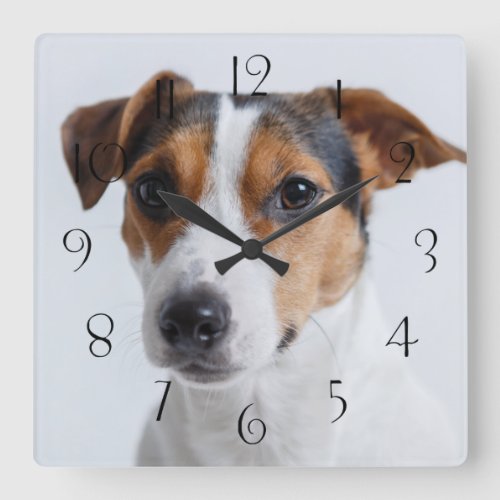 Jack russell terrer square wall clock