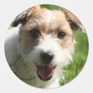 Jack Russell Terrie stickers