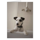 Jack russell terrier. (Front)