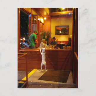 Jack Russell Terrier at restaurant window. Postcard