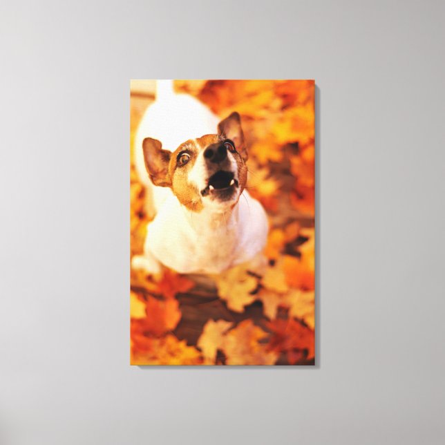 Jack Russell Terrier barking and jumping, Autumn Canvas Print (Front)