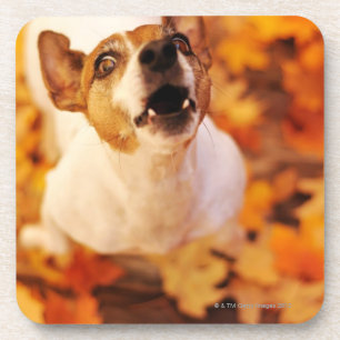 Jack Russell Terrier barking and jumping, Autumn Drink Coaster
