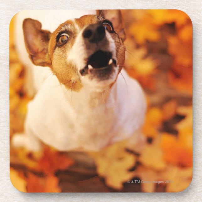 Jack Russell Terrier barking and jumping, Autumn Drink Coaster (Front)