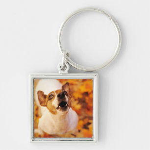 Jack Russell Terrier barking and jumping, Autumn Keychain