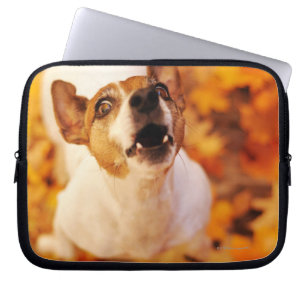 Jack Russell Terrier barking and jumping, Autumn Laptop Sleeve