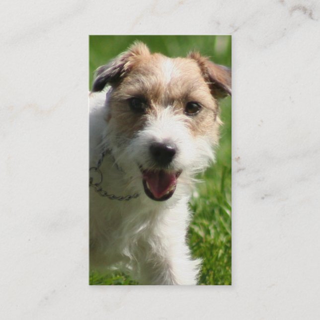 Jack Russell Terrier business cards (Front)