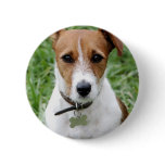 Jack Russell Terrier Button