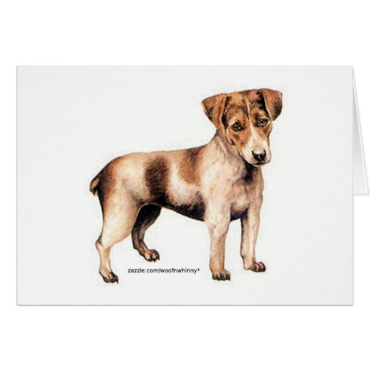 Jack Russell Terrier Cards (Front Horizontal)