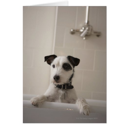 Jack russell terrier. cards (Front)