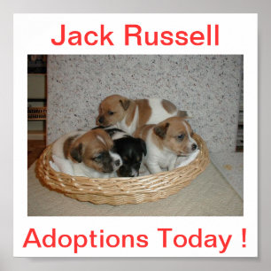 Jack Russell Terrier Dog Adoptions Today Sign