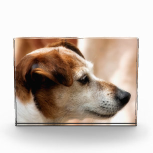 JACK RUSSELL TERRIER DOG AWARD