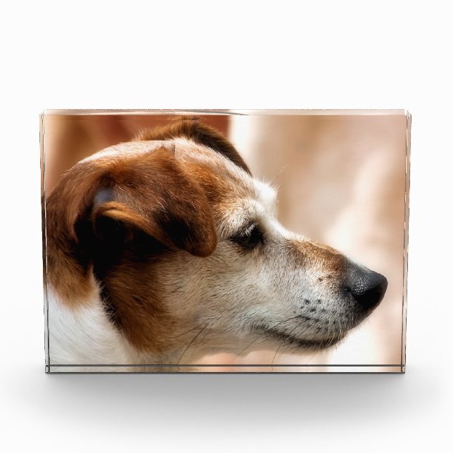 JACK RUSSELL TERRIER DOG AWARD (Front)