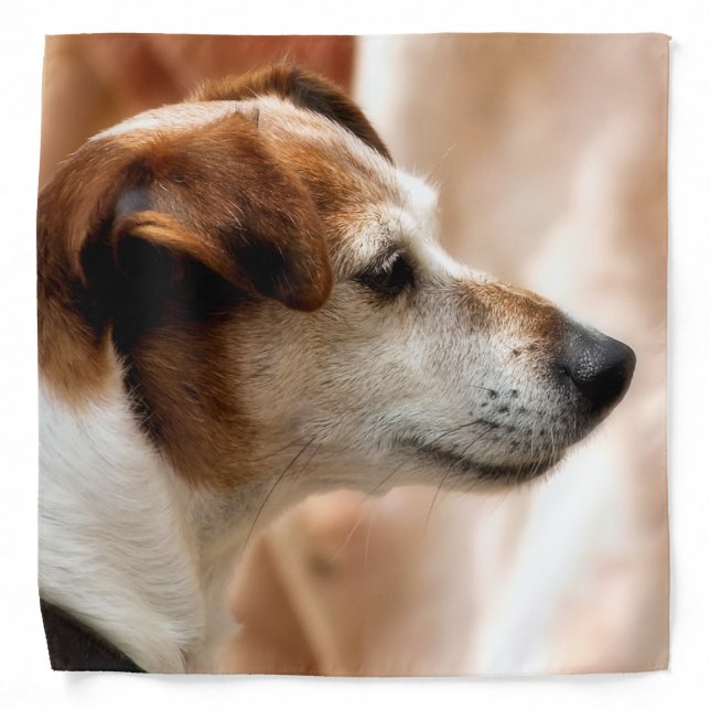 JACK RUSSELL TERRIER DOG BANDANA (Front)