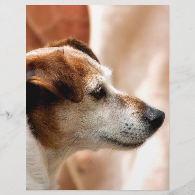 JACK RUSSELL TERRIER DOG FLYER (Front)