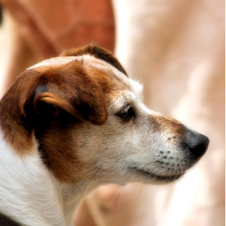 JACK RUSSELL TERRIER DOG iPad MINI COVER