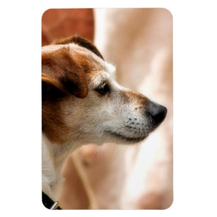 JACK RUSSELL TERRIER DOG MAGNET