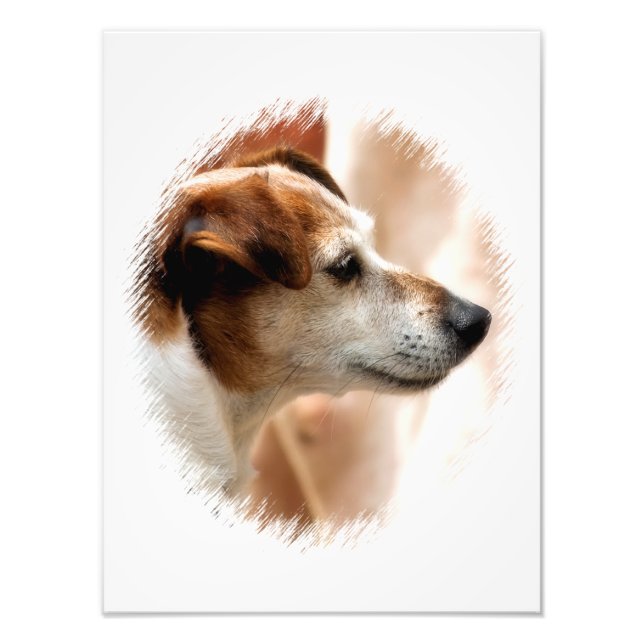 JACK RUSSELL TERRIER DOG PHOTO PRINT (Front)
