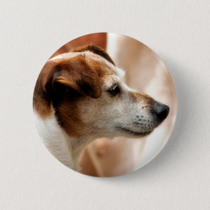 JACK RUSSELL TERRIER DOG PINBACK BUTTON
