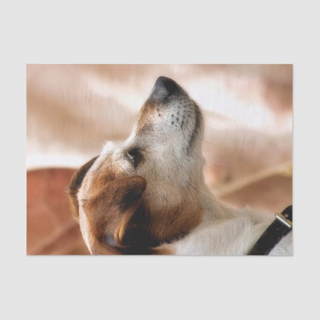 JACK RUSSELL TERRIER DOG TISSUE PAPER (Front)