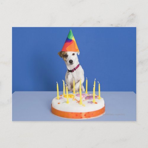 Jack Russell Terrier dog wearing party hat Postcard