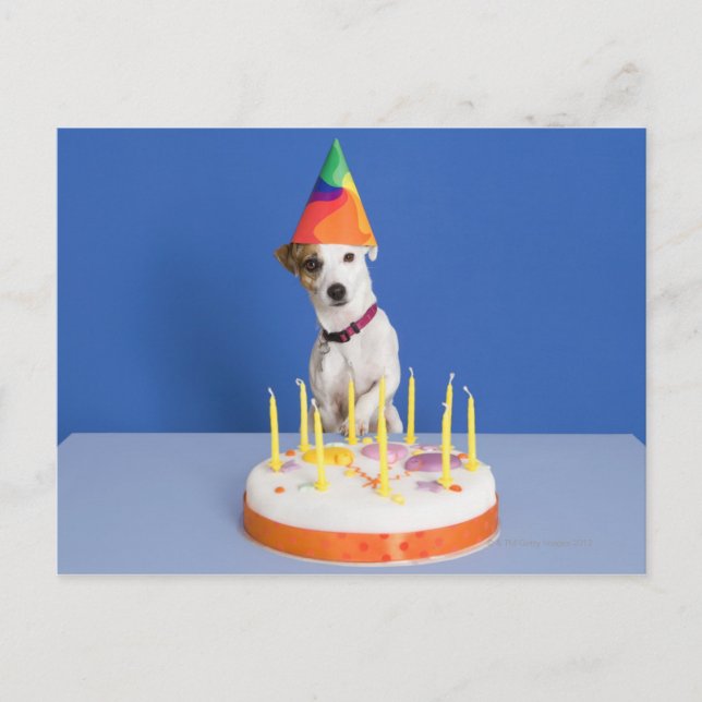 Jack Russell Terrier dog wearing party hat Postcard (Front)