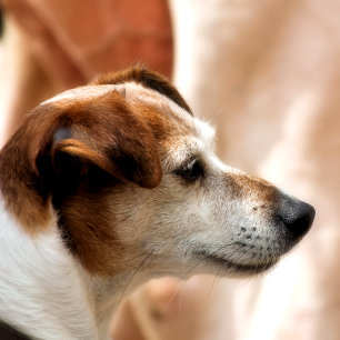 JACK RUSSELL TERRIER DOG WRAPPING PAPER