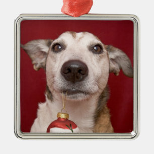 Jack Russell Terrier Holding Christmas Ornament