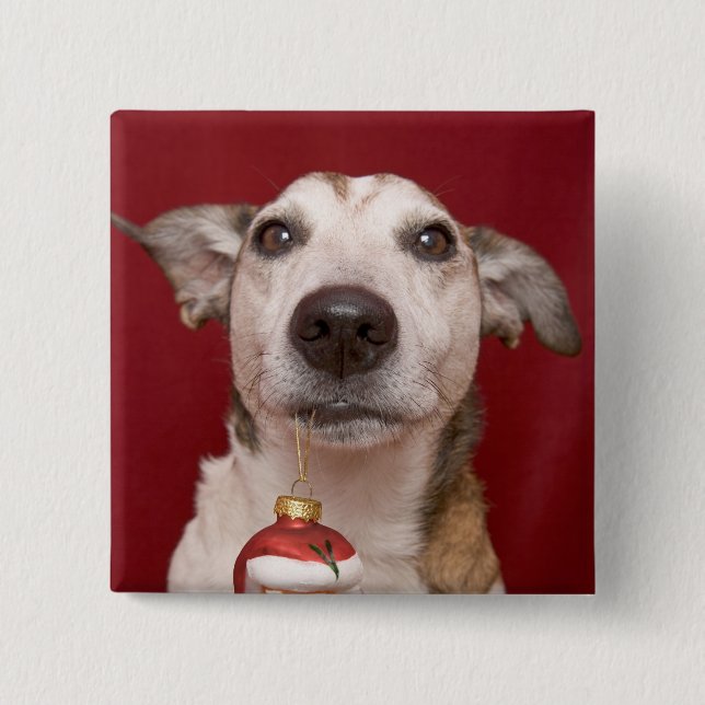 Jack Russell Terrier Holding Christmas Ornament Button (Front)