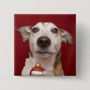 Jack Russell Terrier Holding Christmas Ornament Button