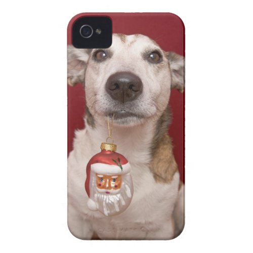 Jack Russell Terrier Holding Christmas Ornament iPhone 4 Case_Mate Case