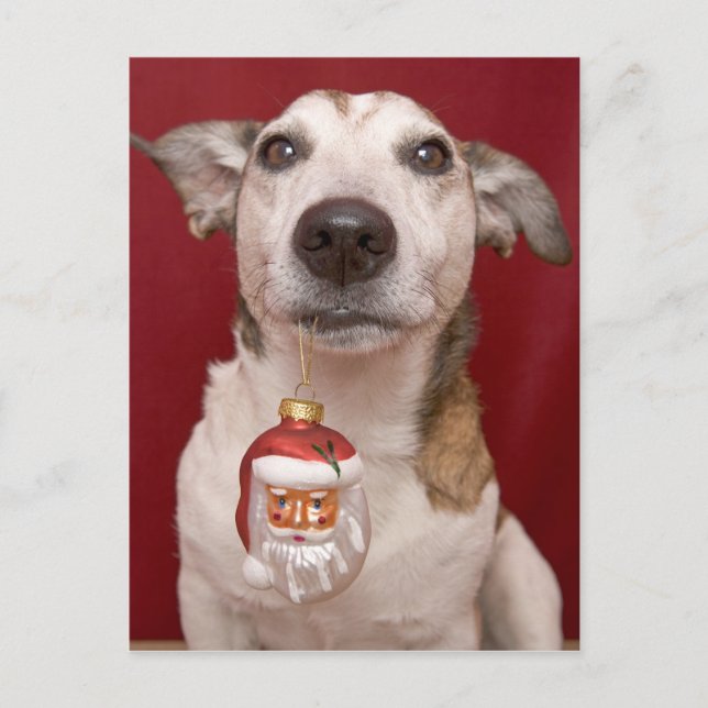 Jack Russell Terrier Holding Christmas Ornament Holiday Postcard (Front)