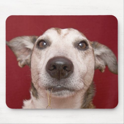 Jack Russell Terrier Holding Christmas Ornament Mouse Pad