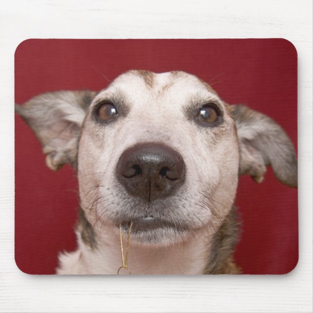 Jack Russell Terrier Holding Christmas Ornament Mouse Pad (Front)