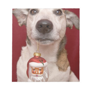 Jack Russell Terrier Holding Christmas Ornament Notepad