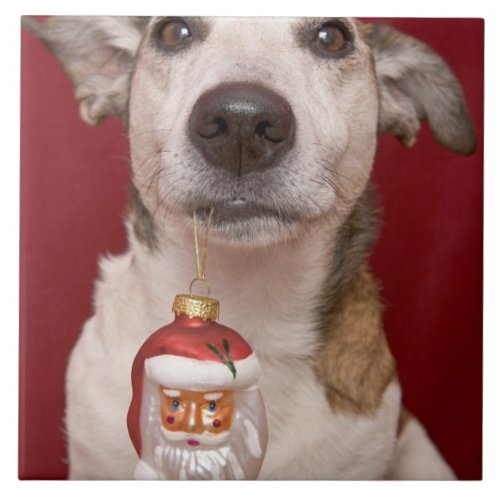 Jack Russell Terrier Holding Christmas Ornament Tile