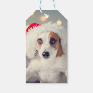 Jack Russell Terrier in a Santa hat Gift Card Gift Tags