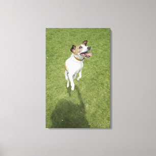 Jack russell terrier jumping, elevated view canvas print