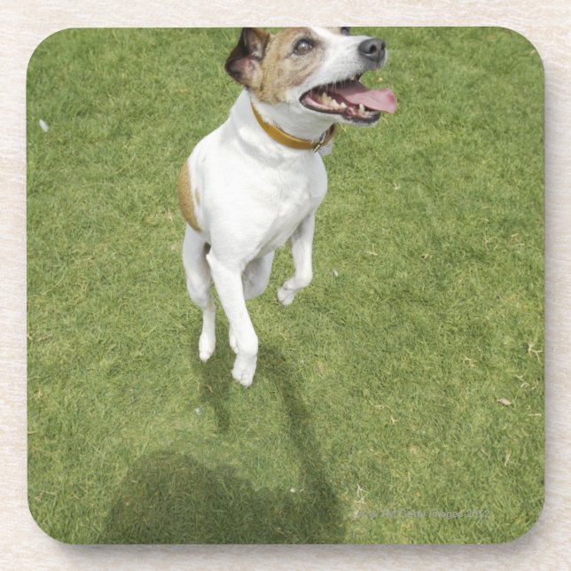 Jack russell terrier jumping, elevated view drink coaster (Front)