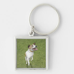 Jack russell terrier jumping, elevated view keychain